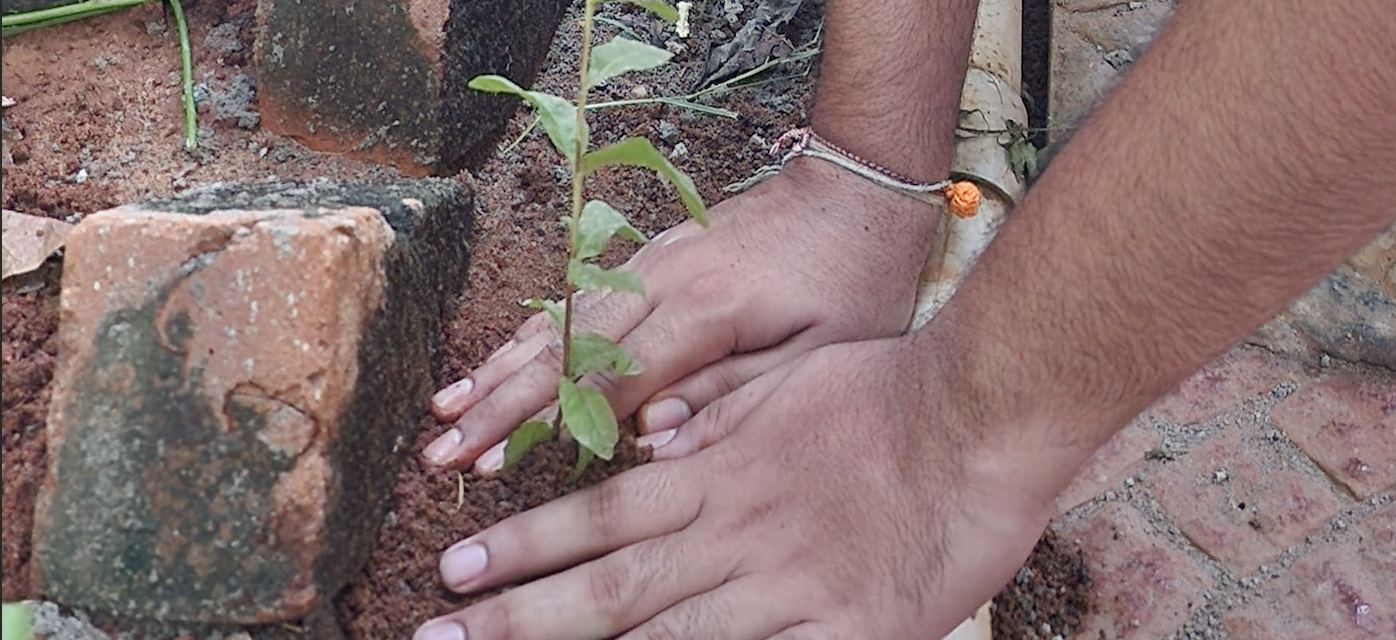 Community tree planting activity